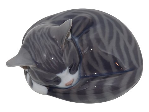 Cats<br>Royal ...