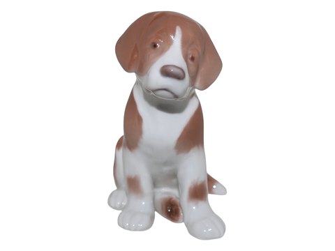 Dogs<br>Royal ...
